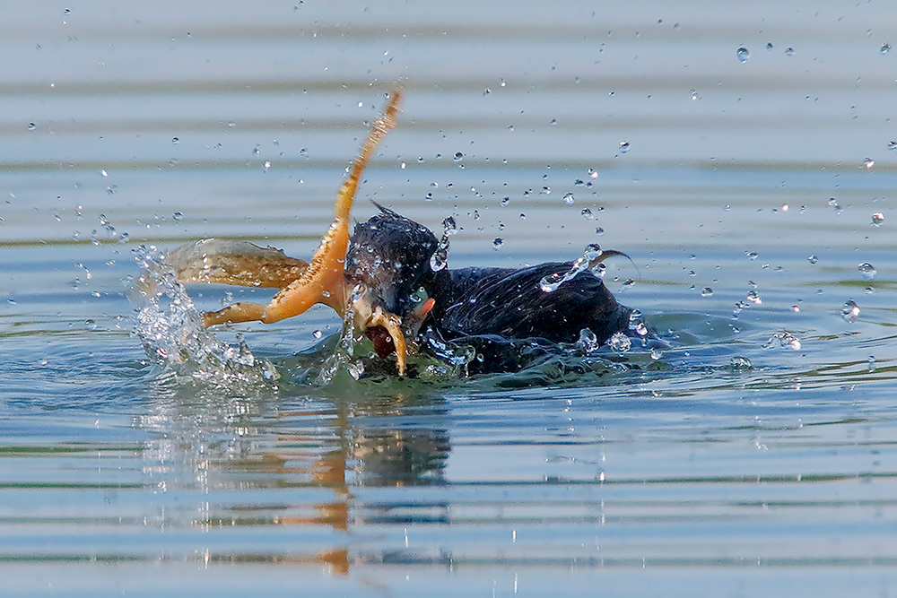 Il terribile tuffetto